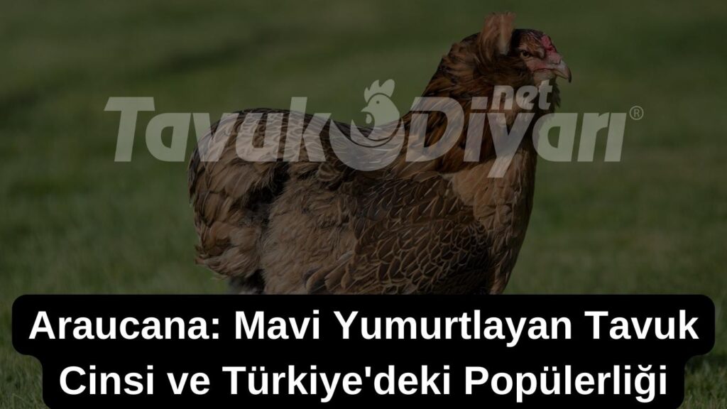 Araucana tavuğu ve onun mavi yumurtalarını gösteren bir resim, 'Araucana: Mavi Yumurtlayan Tavuk Cinsi ve Türkiye'deki Popülerliği' başlıklı.