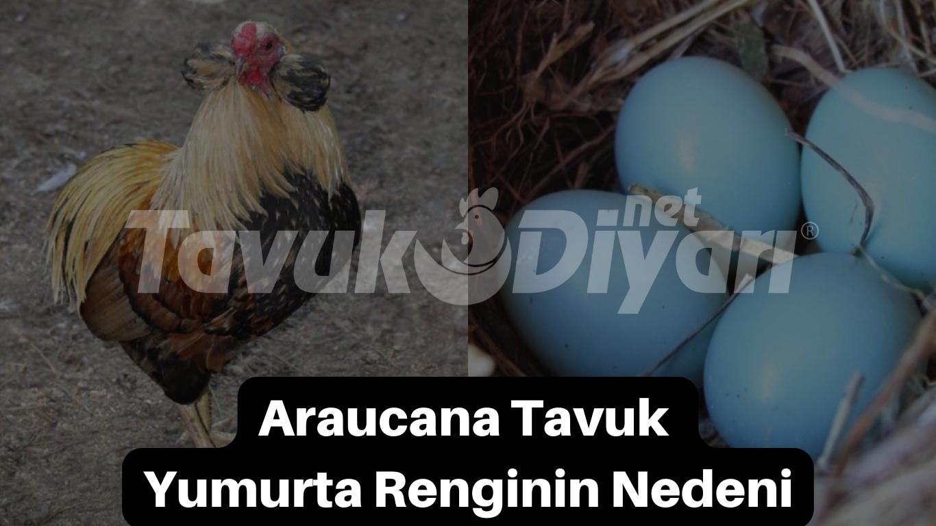 Araucana Tavuk: Yumurta Renginin Nedeni' başlıklı bir resim, Araucana tavuk ve onun mavi yumurtalarını gösteriyor.