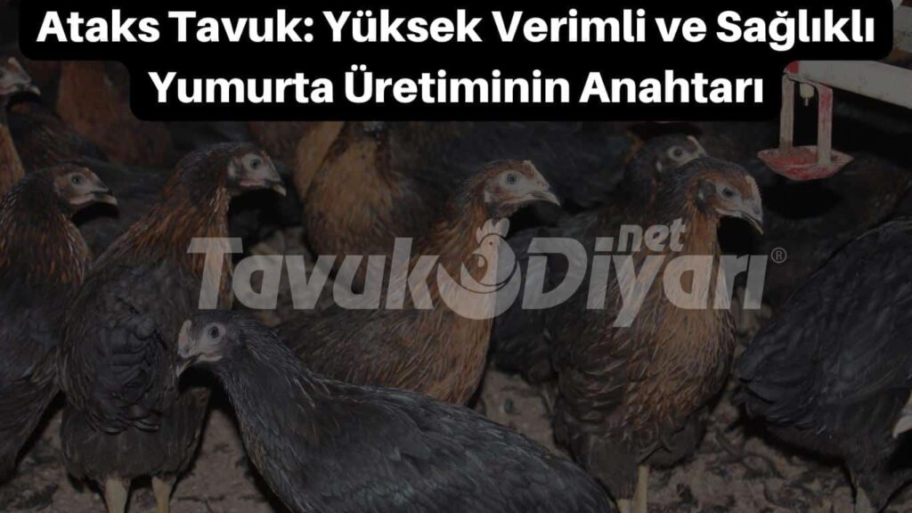 Türkiye'de en çok tercih edilen tavuk cinsi Ataks tavuk üretiminin sırları