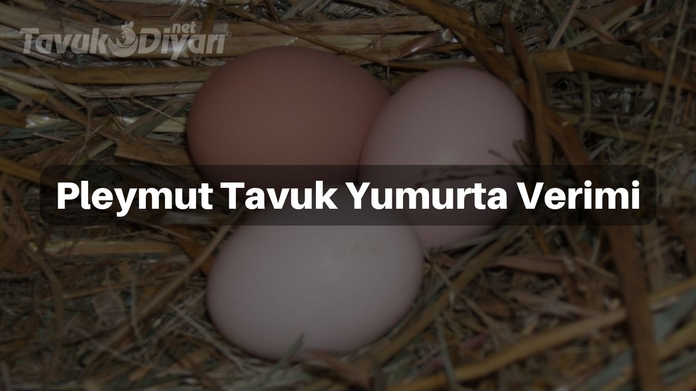 Plymouth Rock Tavuklarının Yüksek Yumurta Verimliliği