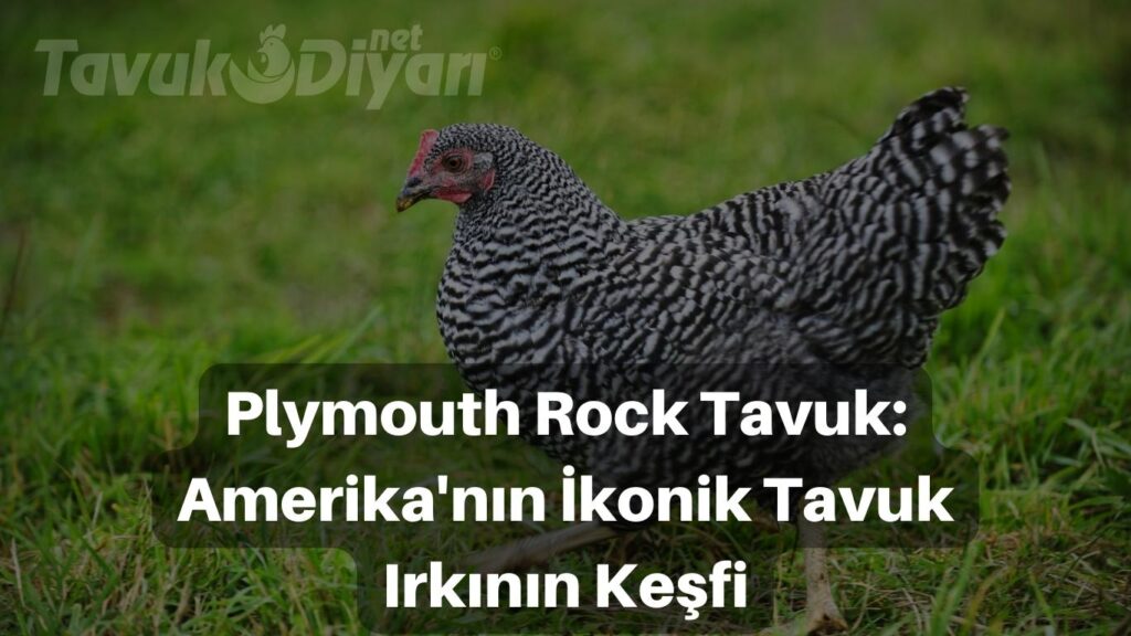 Plymouth Rock Tavuk, Amerika'nın popüler ve ikonik tavuk ırkının resmi