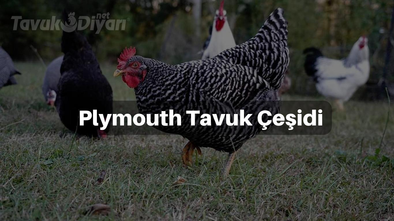 Plymouth Rock tavuk çeşidinin özgün ve çarpıcı görünümü