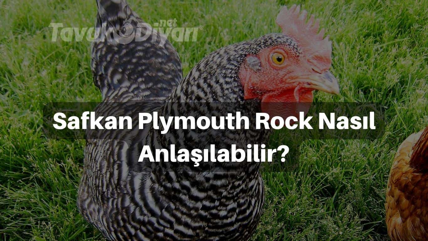 Safkan Plymouth Rock Tavukların Ayırt Edici Özellikleri